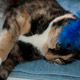 clementine